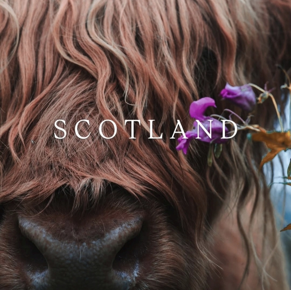 Going To Scotland Soon 🏴󠁧󠁢󠁳󠁣󠁴󠁿Make An Offer🏴󠁧󠁢󠁳󠁣󠁴󠁿